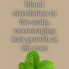 GottaGrow™ by SheBrew – Hair & Scalp Growth Oil
