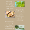 GottaGrow™ by SheBrew – Hair & Scalp Growth Oil